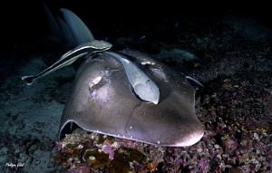 Maldives 2021 - rande raie guitare - Giant guitarfish - Rhynchobatus djiddensis - DSC00410_rcf